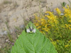Chlorochroa persimilis