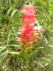 Lepidagathis sessilifolia