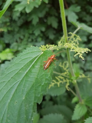 Phymatodes testaceus