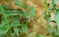 Aristolochia bracteolata