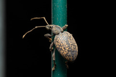 Otiorhynchus aurifer