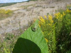 Chlorochroa persimilis