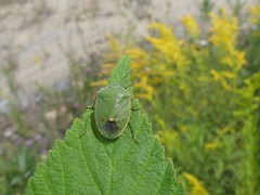 Chlorochroa persimilis