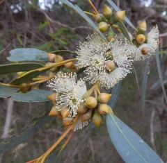 Eucalyptus diversifolia