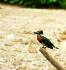 Chloroceryle amazona