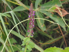 Coleus monostachyus