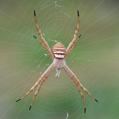 Argiope magnifica