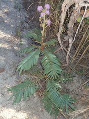 Mimosa claussenii