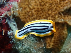 Pseudoceros scriptus