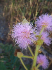 Mimosa claussenii