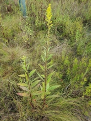 Solidago speciosa rigidiuscula
