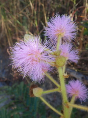 Mimosa claussenii