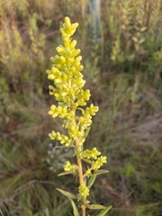 Solidago speciosa rigidiuscula