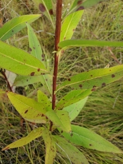 Solidago speciosa rigidiuscula