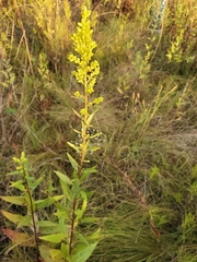 Solidago speciosa rigidiuscula
