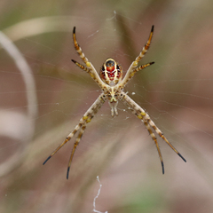 Argiope magnifica