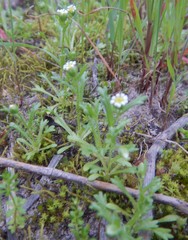 Brachyscome goniocarpa