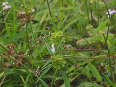 Leucas lavandulifolia
