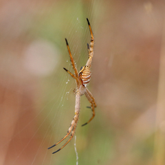 Argiope magnifica