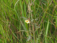 Aeschynomene indica