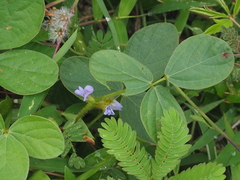 Calopogonium mucunoides
