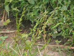 Pseudelephantopus spicatus