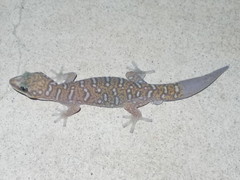 Oedura