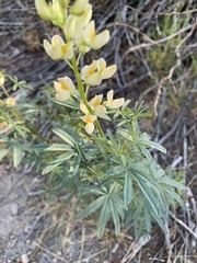 Lupinus angustiflorus