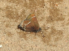 Callophrys spinetorum