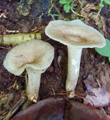 Bresadolia craterella