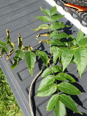 Fraxinus nigra image