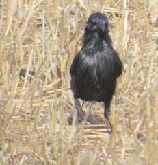 Sturnus unicolor