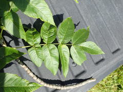 Fraxinus nigra image