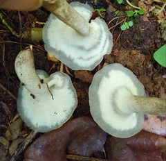 Bresadolia craterella