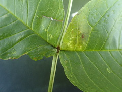 Fraxinus nigra image