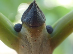 Fraxinus nigra image