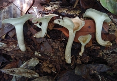 Bresadolia craterella