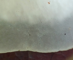 Bresadolia craterella