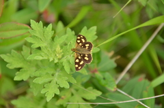 Carterocephalus alcinoides