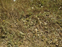 Taraxacum bessarabicum