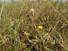 Taraxacum bessarabicum