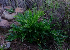 Lichtensteinia crassijuga