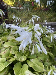Hosta plantaginea