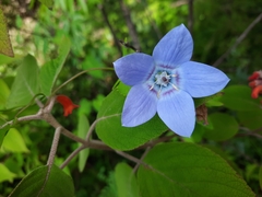 Pseudocodon vinciflorus