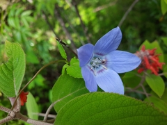Pseudocodon vinciflorus