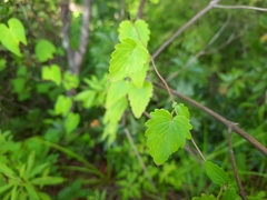 Pseudocodon vinciflorus
