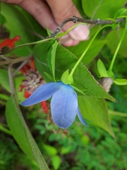 Pseudocodon vinciflorus