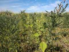 Cyclachaena xanthiifolia