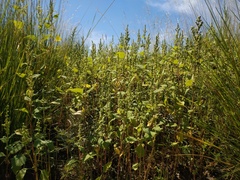 Cyclachaena xanthiifolia