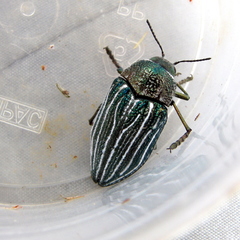 Julodis fidelissima